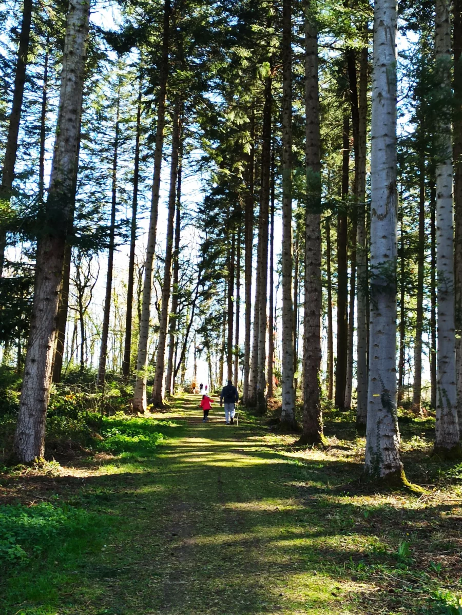 Bois de la Comté et chemin forestier