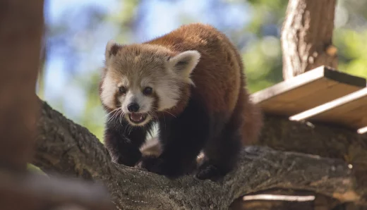Parc Animalier d’Auvergne