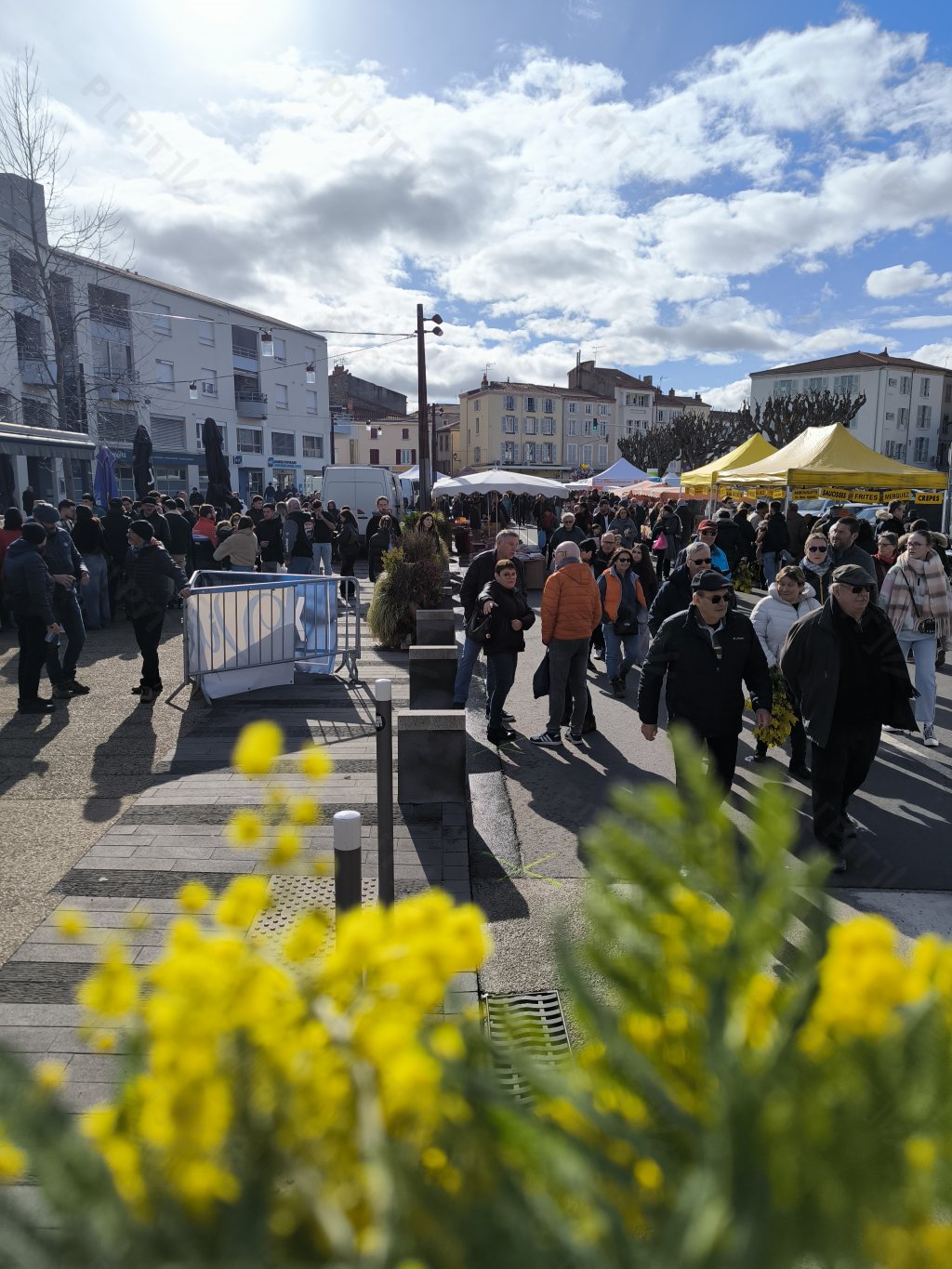 Portraits au mimosa — Foire de la Sainte-Paule 2026