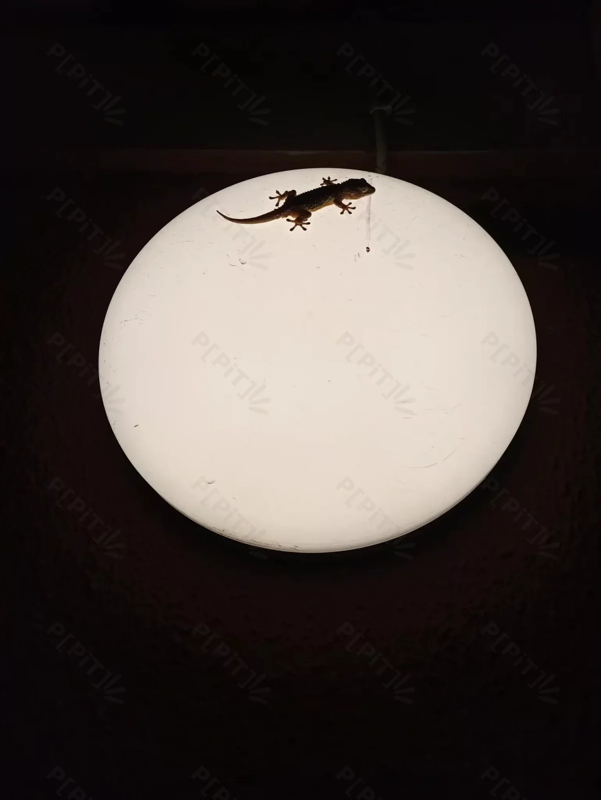 © Pépites Découvertes - Tous droits reservés