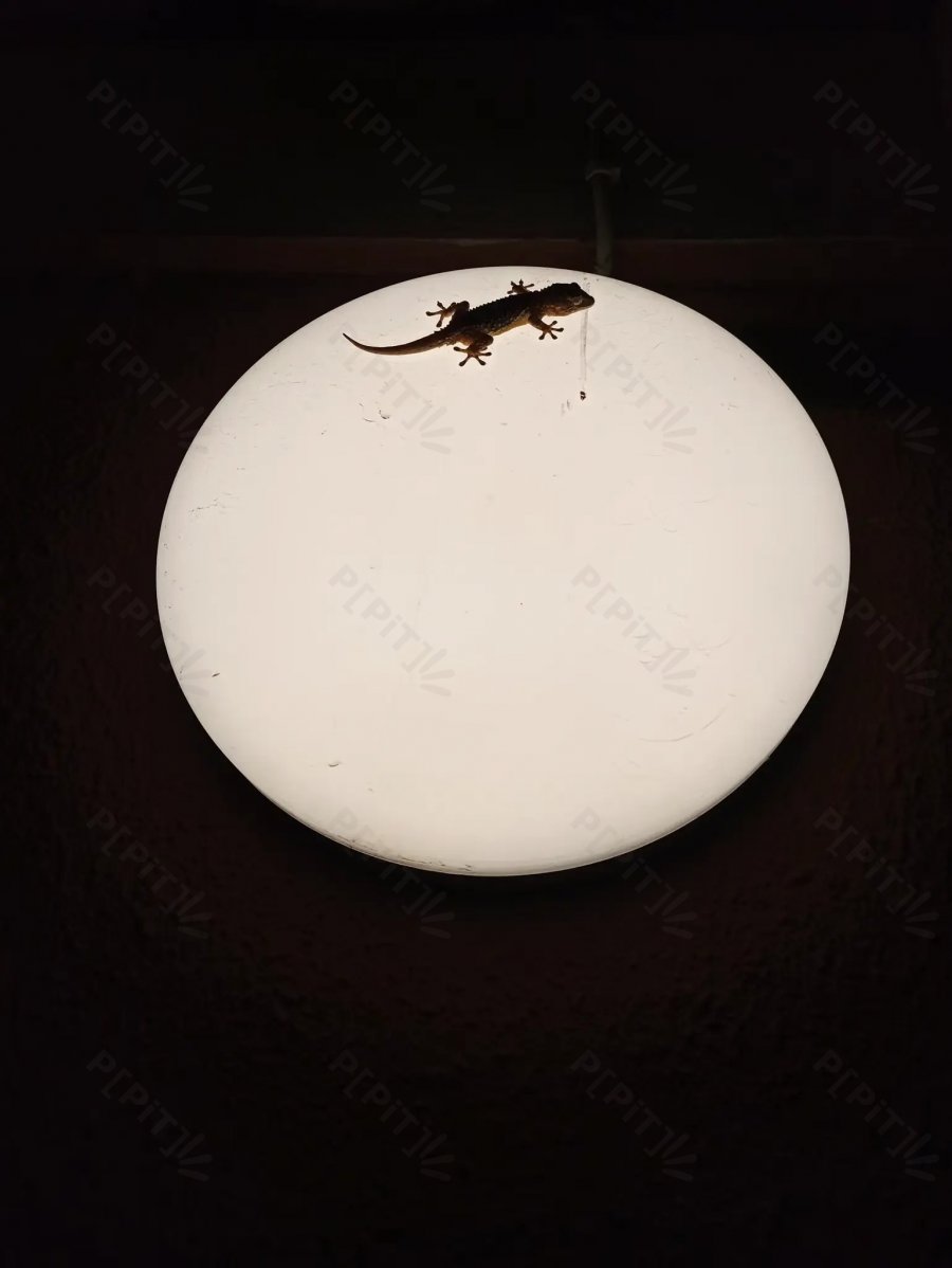 © Pépites Découvertes - Tous droits reservés