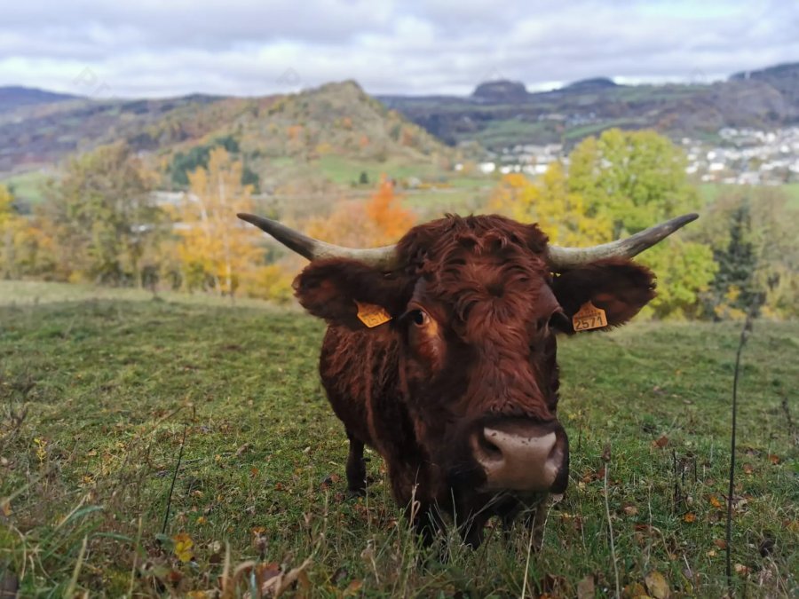 © Pépites Découvertes - Tous droits reservés