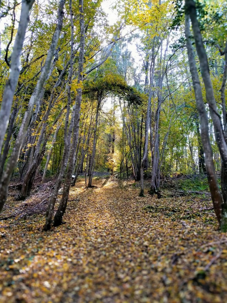 © Pépites Découvertes - Tous droits reservés