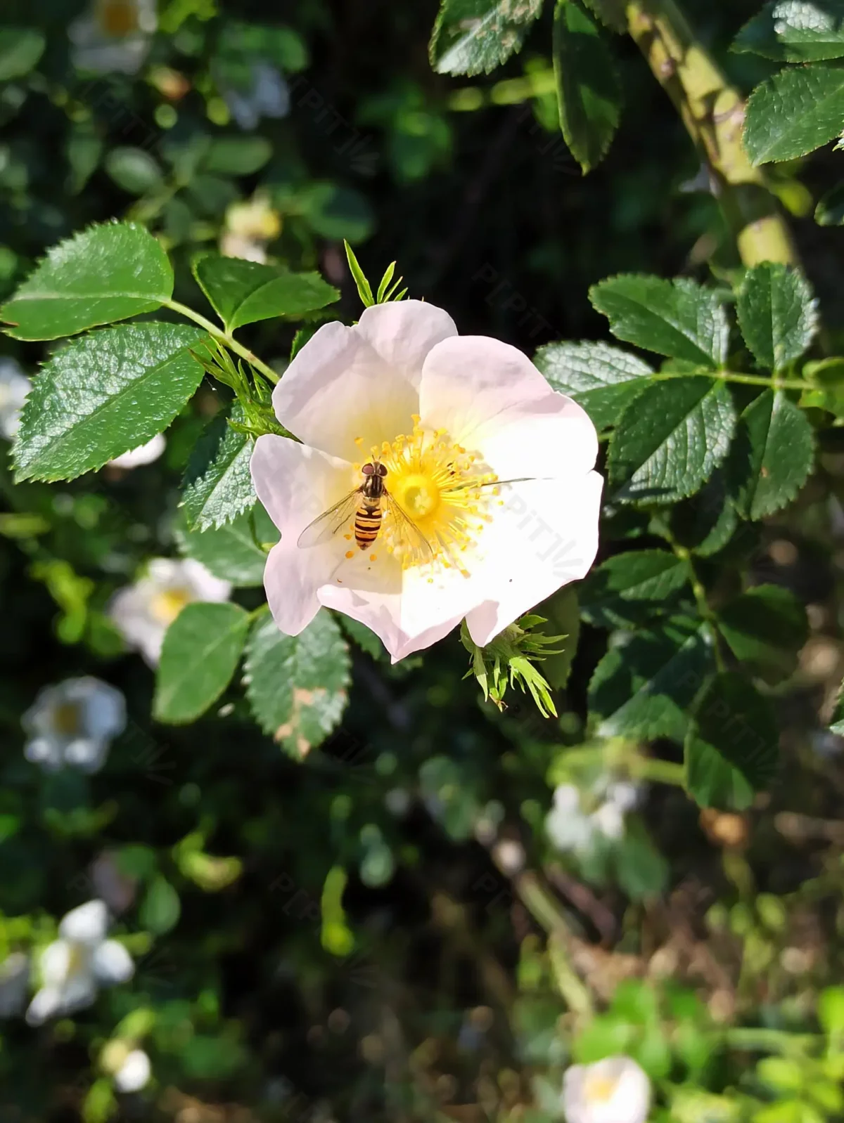 © Pépites Découvertes - Tous droits reservés