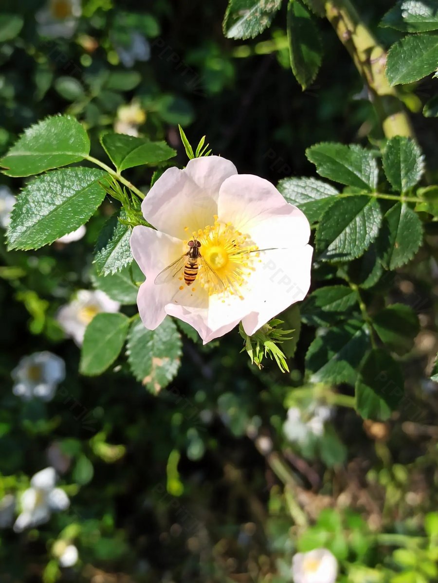 © Pépites Découvertes - Tous droits reservés