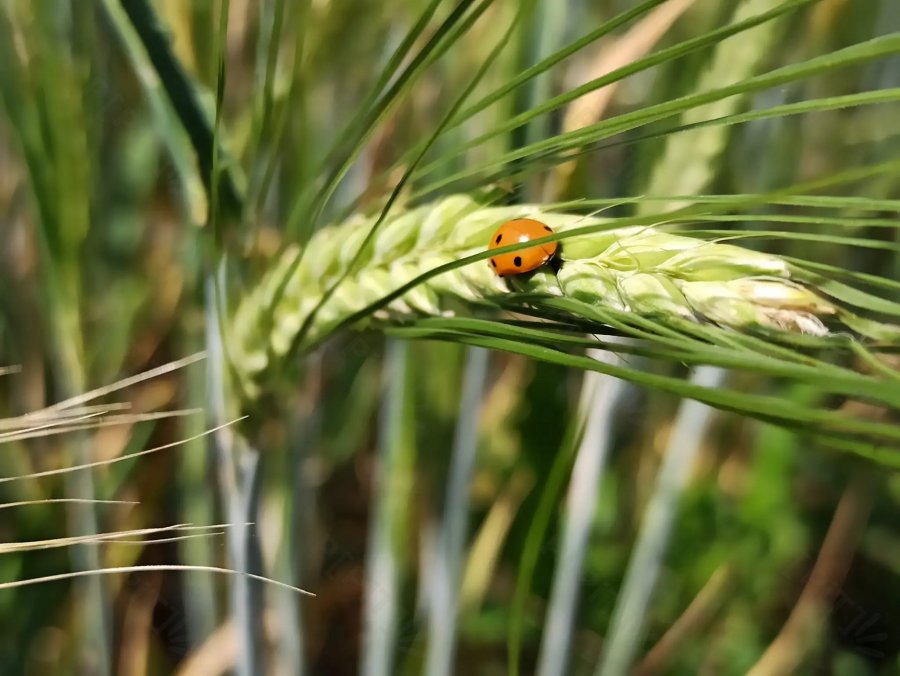 © Pépites Découvertes - Tous droits reservés