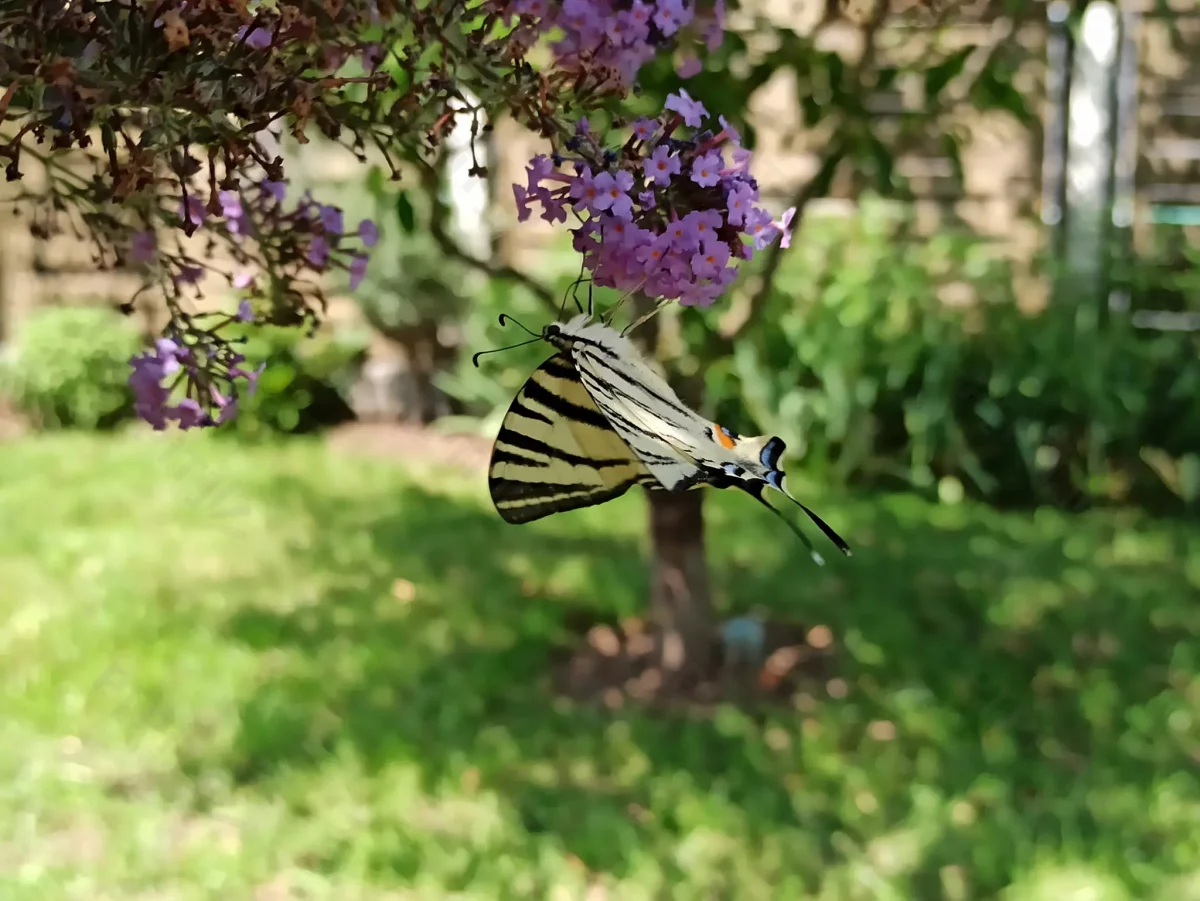 © Pépites Découvertes - Tous droits reservés