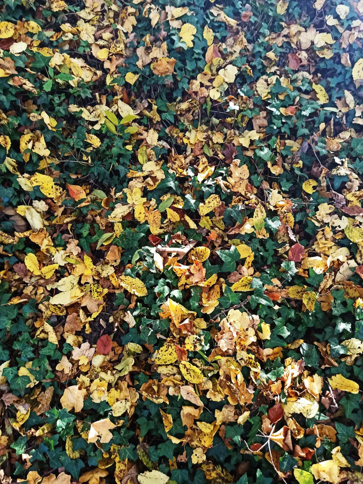 © Pépites Découvertes - Tous droits reservés