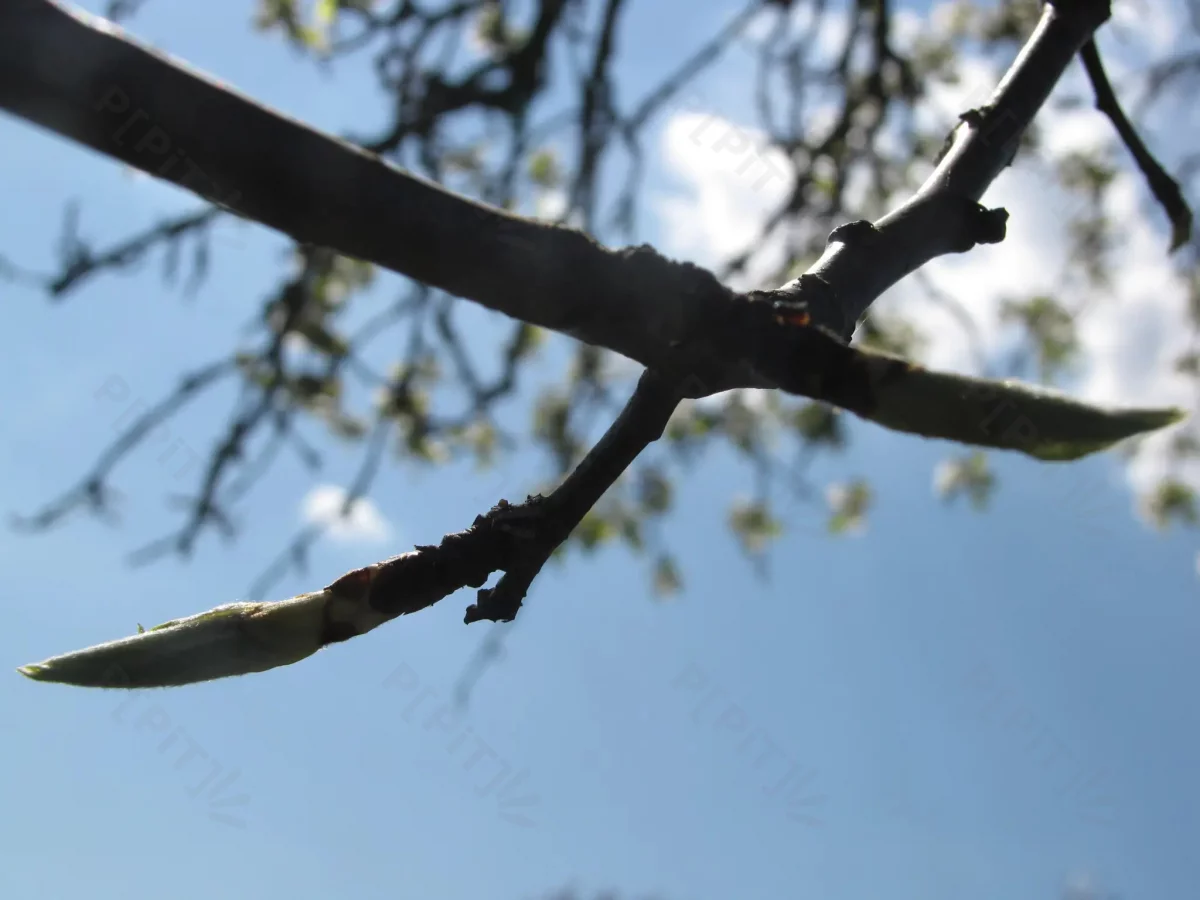 © Pépites Découvertes - Tous droits reservés