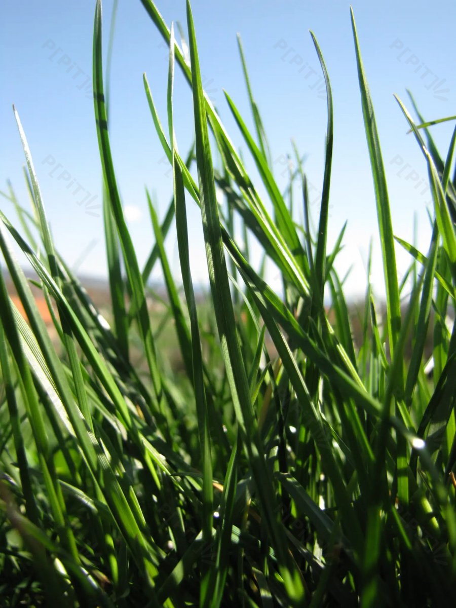 © Pépites Découvertes - Tous droits reservés