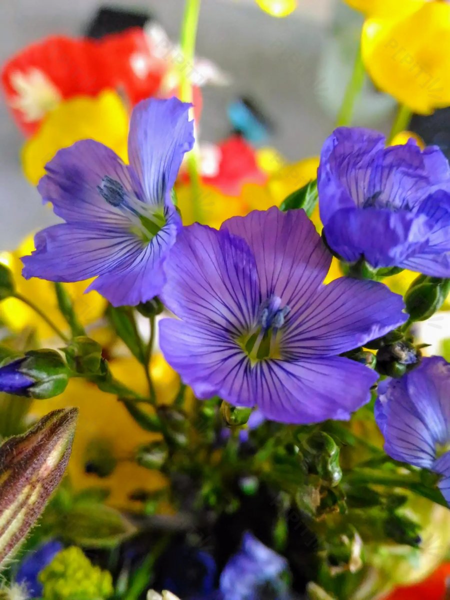 © Pépites Découvertes - Tous droits reservés