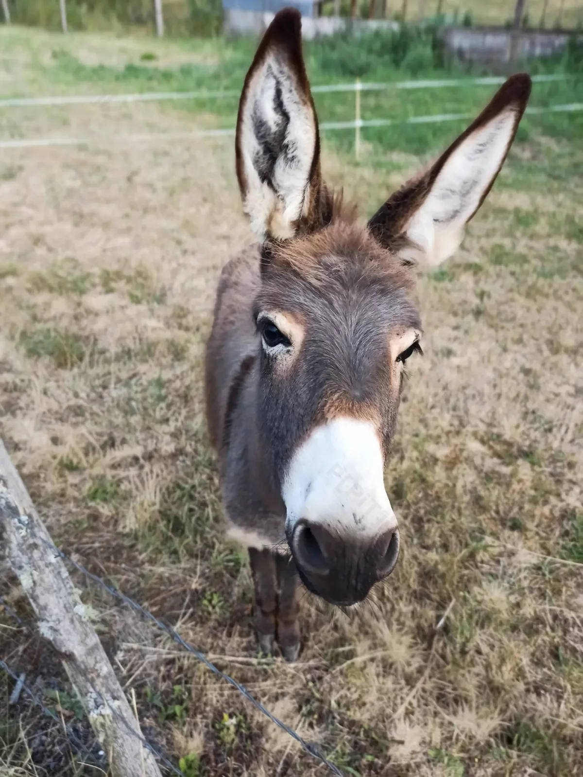 © Pépites Découvertes - Tous droits reservés